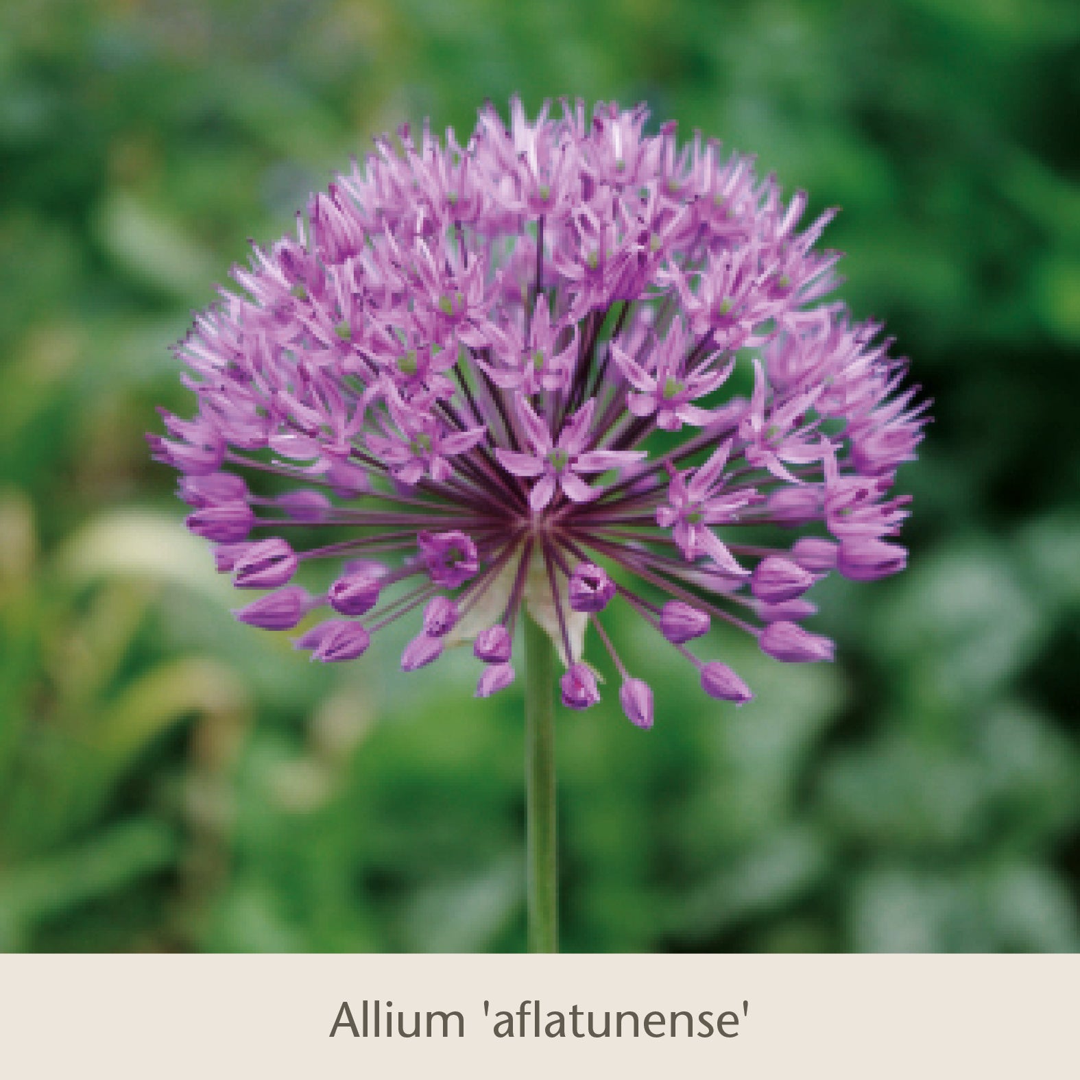 Eine Nahaufnahme der sternförmigen, violetten Blüten von Allium aflatunense aus dem Buch „Isabelles Cottage Garten: Frühjahrsfarbe für ein Blütenmeer im Beet“ der Königlichen Gartenakademie, die vor einem verschwommenen grünen Hintergrund blühen.