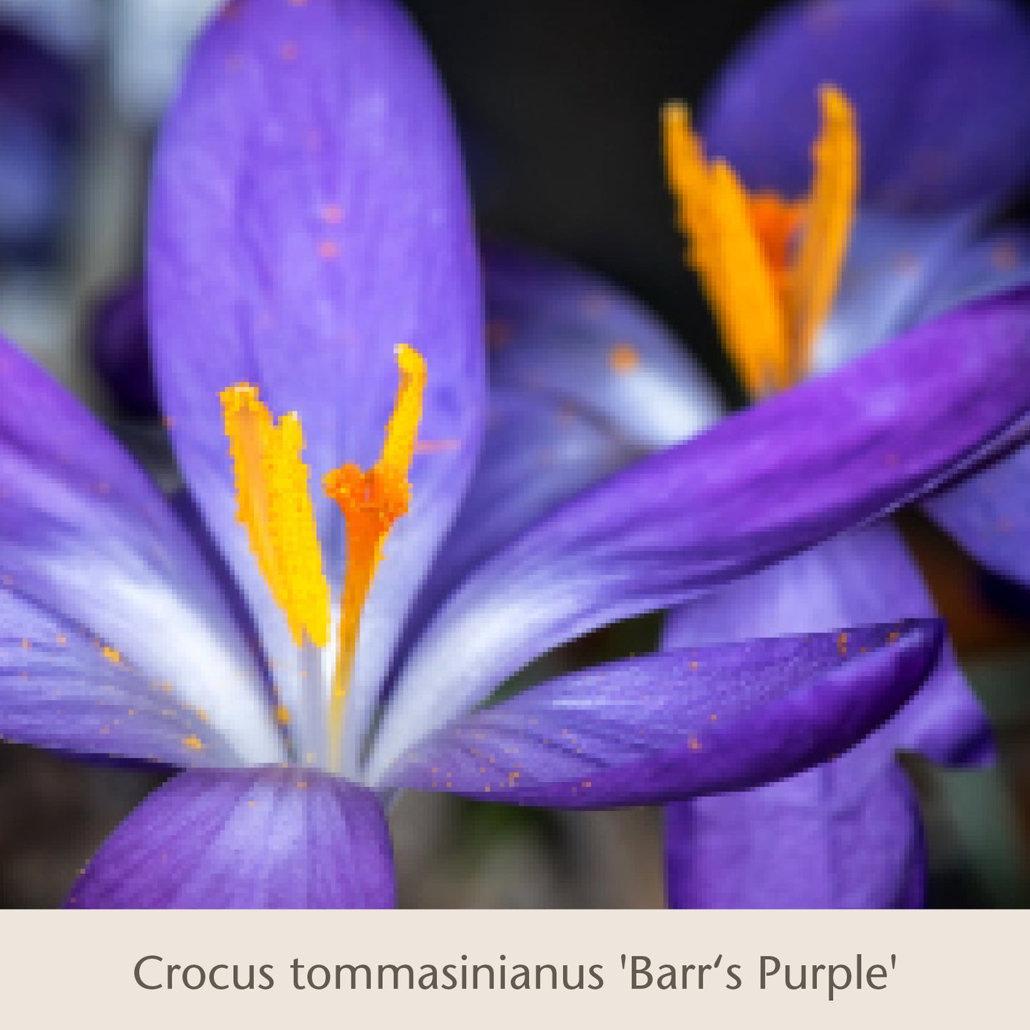 Nahaufnahme von „Isabelles Cottage Garten: Frühjahrsfarbe für ein Blütenmeer im Beet“ von der Königlichen Gartenakademie, die violette Blütenblätter und leuchtend orange-gelbe Staubblätter in detailreicher, lebendiger Farbenpracht zeigt.