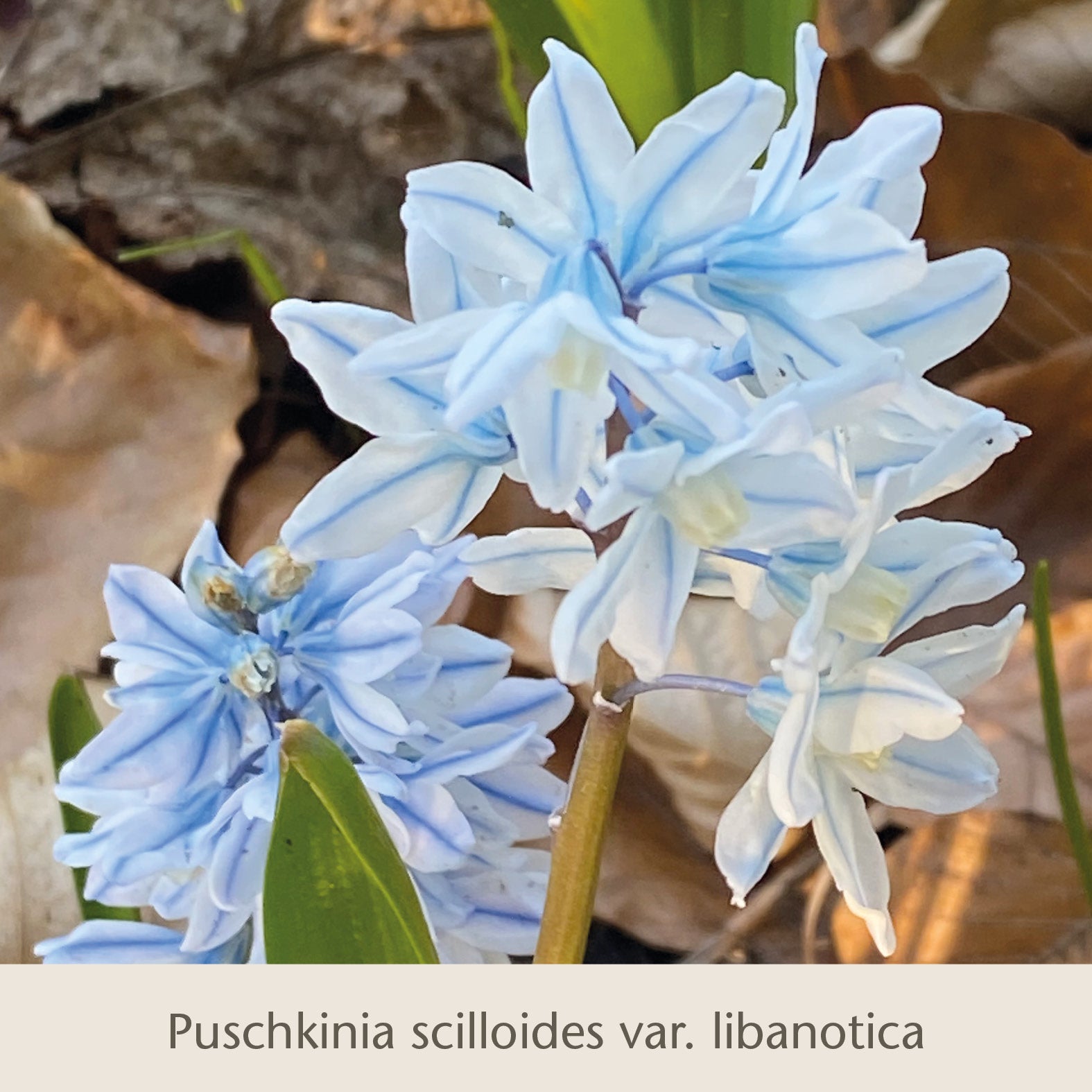 Nahaufnahme von hellblauen, sternförmigen Blüten der Puschkinia scilloides var. libanotica aus dem Buch „Isabelles Cottage Garten: Frühjahrsfarbe für ein Blütenmeer im Beet“ der Königlichen Gartenakademie, mit grünen Blättern und braunen, vertrockneten Blättern im Hintergrund.