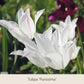 Nahaufnahme weißer Tulipa-Purissima-Blüten mit zartrosa Streifen aus „Isabelles Cottage Garten: Frühjahrsfarbe für ein Blütenmeer im Beet“ von der Königlichen Gartenakademie, eingebettet in grünes Laub mit einer unscharf abgebildeten dunkelvioletten Tulpe im Hintergrund.