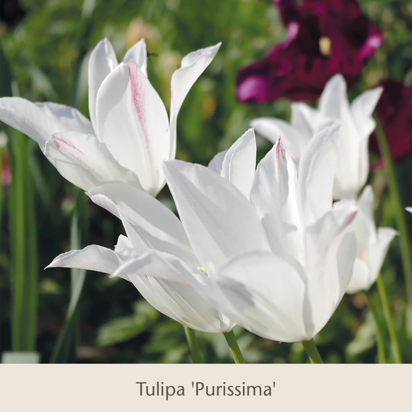 Nahaufnahme weißer Tulipa-Purissima-Blüten mit zartrosa Streifen aus „Isabelles Cottage Garten: Frühjahrsfarbe für ein Blütenmeer im Beet“ von der Königlichen Gartenakademie, eingebettet in grünes Laub mit einer unscharf abgebildeten dunkelvioletten Tulpe im Hintergrund.
