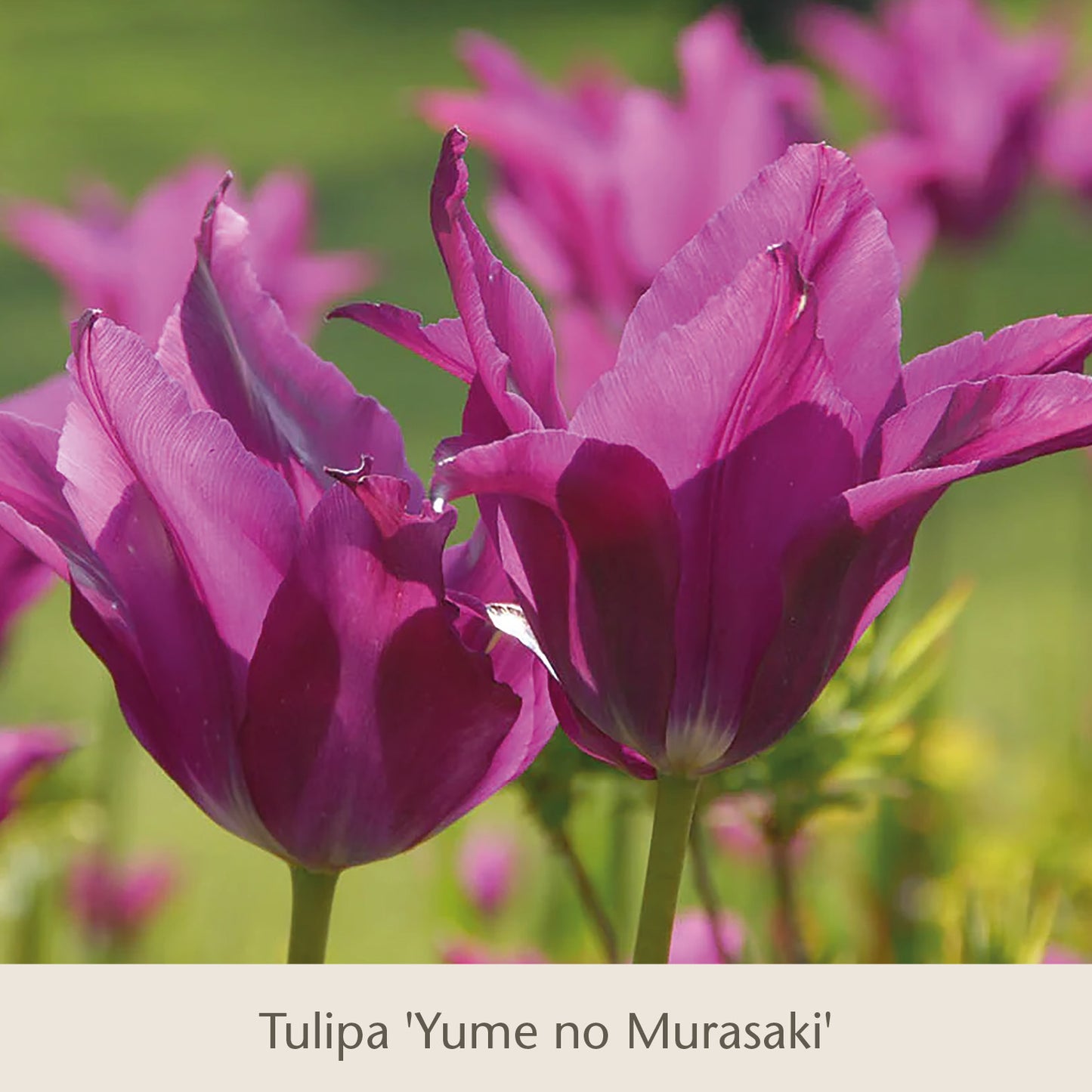 Zwei leuchtend violette Tulpen aus dem Buch „Isabelles Cottage Garten: Frühjahrsfarbe für ein Blütenmeer im Beet“ der Königlichen Gartenakademie blühen im Sonnenlicht, im Hintergrund sind verschwommenes grünes Laub und weitere Tulpen zu sehen.