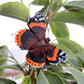 Ein 'Schmetterling Admiral' Magnet aus handgeschnitztem Holz von Wildlife Garden ruht auf grünen Blättern im Wildlife Garden und verschmilzt perfekt mit seiner Umgebung.