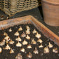 Ein flaches Terrakotta-Tablett mit Erde und Blumenzwiebeln, ideal für die Gartenarbeit im Oktober. Im Hintergrund stehen ein Weidenkorb und ein Tontopf. Mi. 07.10.2026 | 15:00-16:30 RUNDGANG bei der Königlichen Gartenakademie.