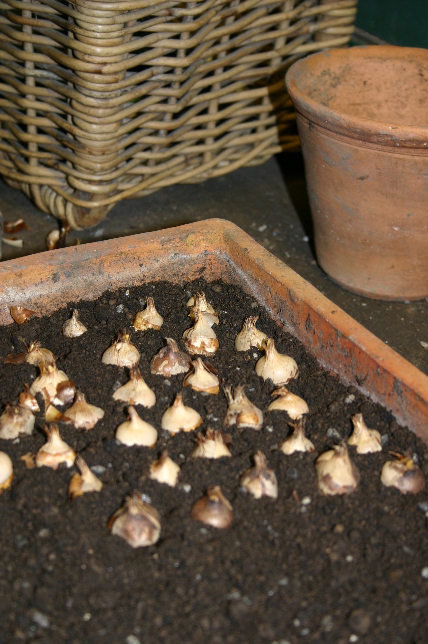 Ein flaches Terrakotta-Tablett mit Erde und Blumenzwiebeln, ideal für die Gartenarbeit im Oktober. Im Hintergrund stehen ein Weidenkorb und ein Tontopf. Mi. 07.10.2026 | 15:00-16:30 RUNDGANG bei der Königlichen Gartenakademie.