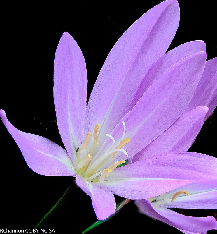 Nahaufnahme von Colchicum „Lilac Wonder“ von Weijers, einer herbstblühenden Blume mit langen, hellvioletten Blütenblättern und gelb-weißen Staubblättern, vor schwarzem Hintergrund.