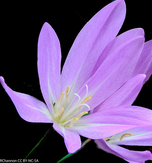 Eine Nahaufnahme von Colchicum ‚Lilac Wonder‘ – Herbstzeitlose von Weijers, die sechs lila Blütenblätter mit auffälligen gelb-weißen Staubblättern vor schwarzem Hintergrund zeigt. Diese herbstblühende Schönheit sticht brillant hervor.
