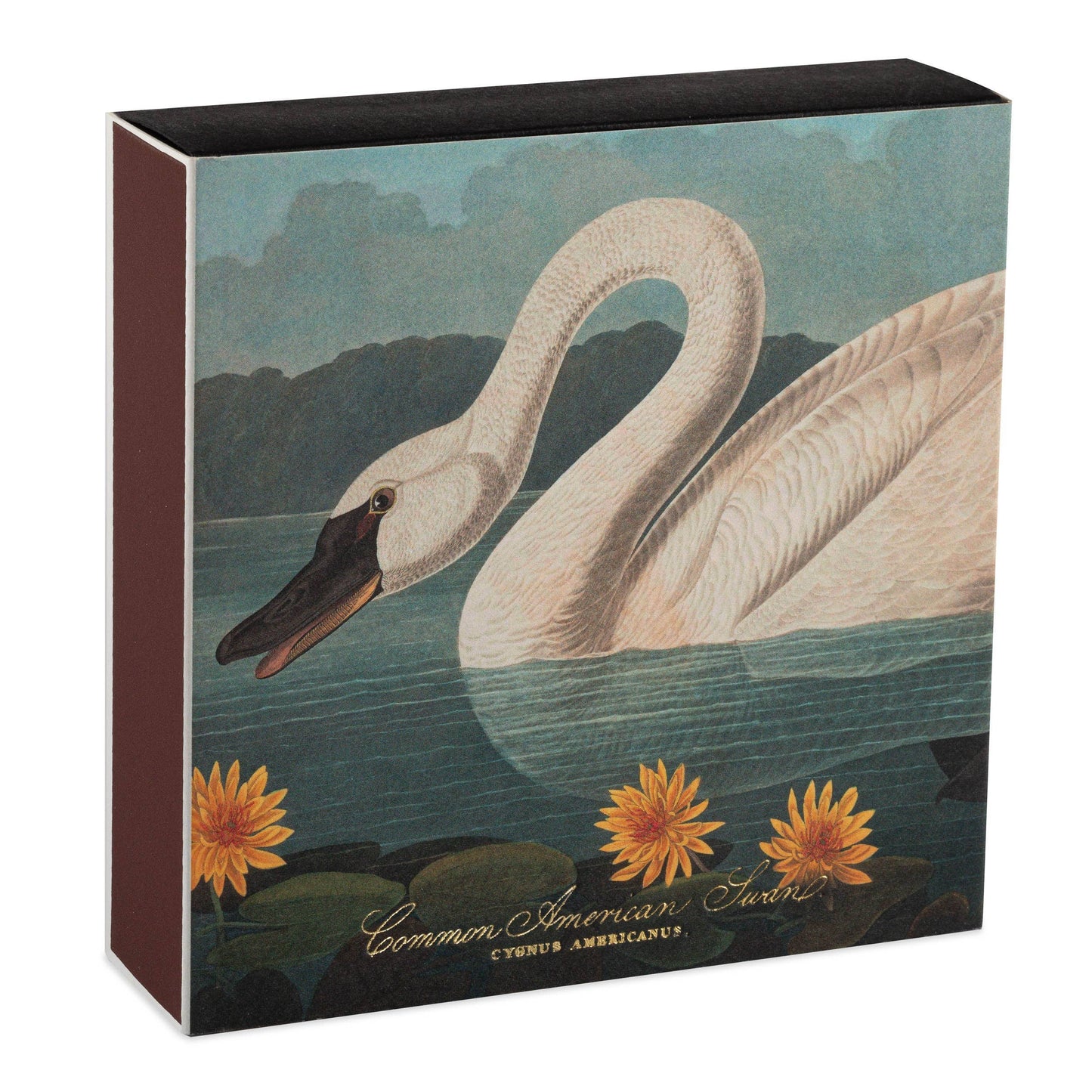 Eine Vintage-Illustration eines weißen Schwans zwischen gelben Lilien und grünen Blättern vor einem Waldhintergrund ziert die quadratischen Streichhölzer "Der Gemeine Amerikanische Schwan" der Archivist Gallery. Der Text lautet Gewöhnlicher amerikanischer Schwan und Cygnus Americanus.