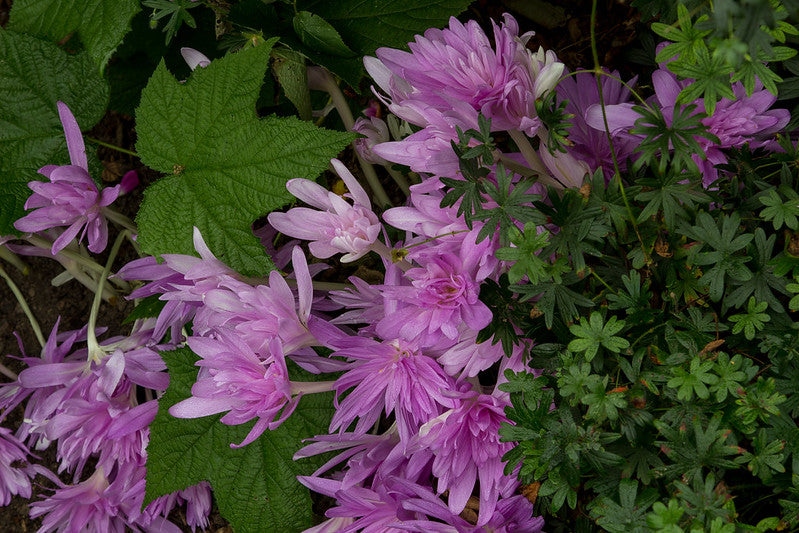 Colchicum ‚Waterlily‘ von Weijers besticht durch leuchtende, gefüllte lila Blüten mit langen Blütenblättern, die sich deutlich vom üppig grünen Laub abheben und so einen auffälligen Kontrast im Garten bilden.