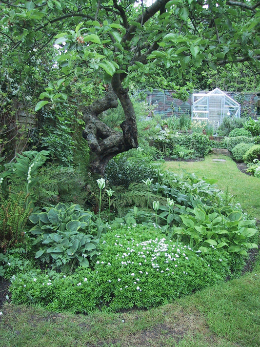 Ein üppiger Garten mit Pflanzen um Baumwurzeln, wie er im Fr. 12.06.2026 | 10.00-16.00 PROFIKURS Pflanzen zwischen Baumwurzeln NEU der Königlichen Gartenakademie gelehrt wird, umgibt einen großen Baum in der Nähe eines Glasgewächshauses und eines geschwungenen Grasweges.