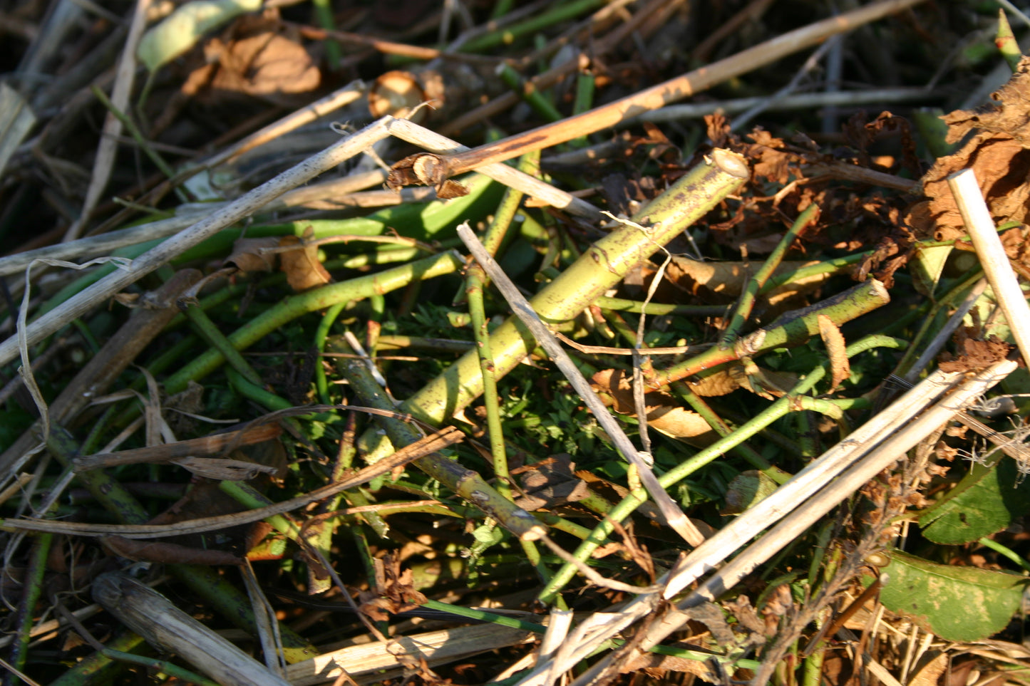 Eine Nahaufnahme von grünen und braunen Pflanzenstängeln, Zweigen und getrockneten Blättern - ideal für die Kompostierung - fängt das Sonnenlicht auf ihren Texturen ein, perfekt für die "Di. 24.03.2026 10.00-11.30 WORKSHOP Kompost: Das wahre Gold des Gärtners" der Königlichen Gartenakademie.