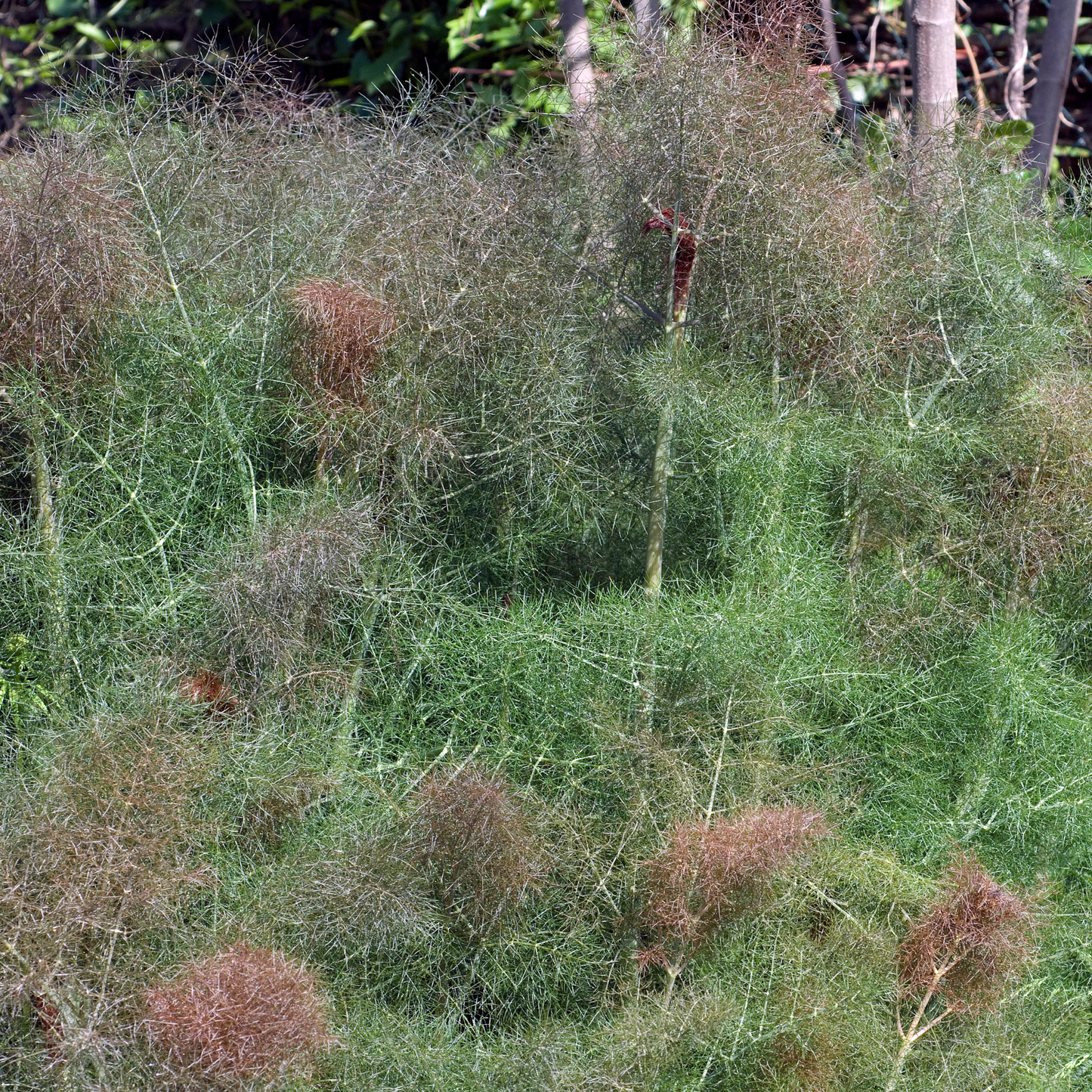Dichte Büschel von hohen, federgrünen Fenchelbronze-Pflanzen mit wispeligen Blättern und einigen bräunlichen Spitzen wachsen im Freien und verschwinden im Hintergrund. Piccolo Seeds | Fenchelbronze von Piccolo Seeds ist eine auffällige Ergänzung für jeden Garten.