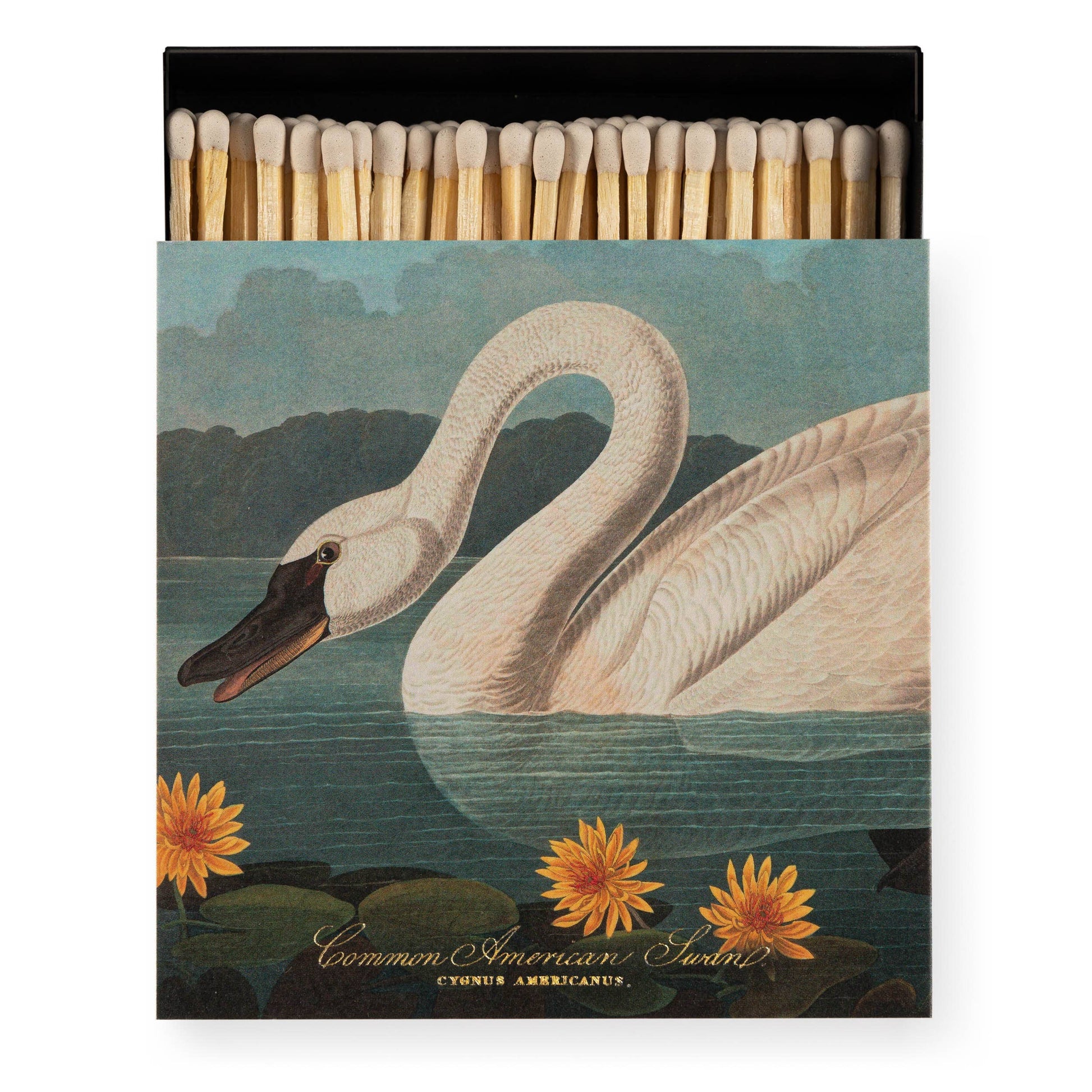 Eine geöffnete Archivist Gallery Streichholzschachtel offenbart Streichhölzer im Inneren. Das Design "Der Gemeine Amerikanische Schwan" zeigt einen weißen Schwan inmitten von Seerosen mit der Aufschrift "Common American Swan" - die perfekte Geschenk-Streichholzschachtel.