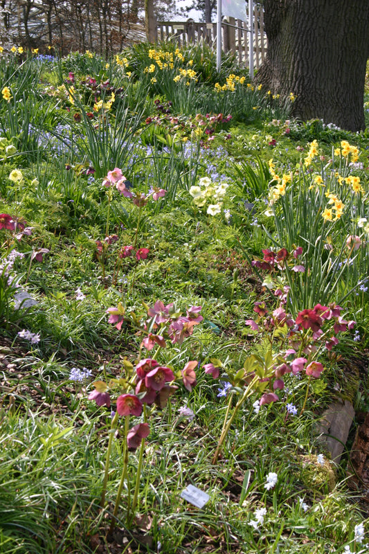 Nehmen Sie an dem neuen Halbtageskurs "Sa. 13.06.2026 | 10.00-13.00 Uhr HALBTAGESKURS Pflanzen zwischen Baumwurzeln NEU" der Königlichen Gartenakademie und lernen Sie, wie man Narzissen und Nieswurzeln unter Bäumen auf grasbewachsenen Hängen in gedämpftem Sonnenlicht pflanzt.