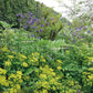 Dichtes grünes Laub, gelbe Blüten und hohe lila-weiße Blüten sind die Highlights der Königlichen Gartenakademie ZWEI-TAGES-MASTERCLASS "Gestalten Sie Ihr eigenes Beet" am 28. und 29. Oktober 2026 vor dem Hintergrund einer Hecke und belaubter Bäume.