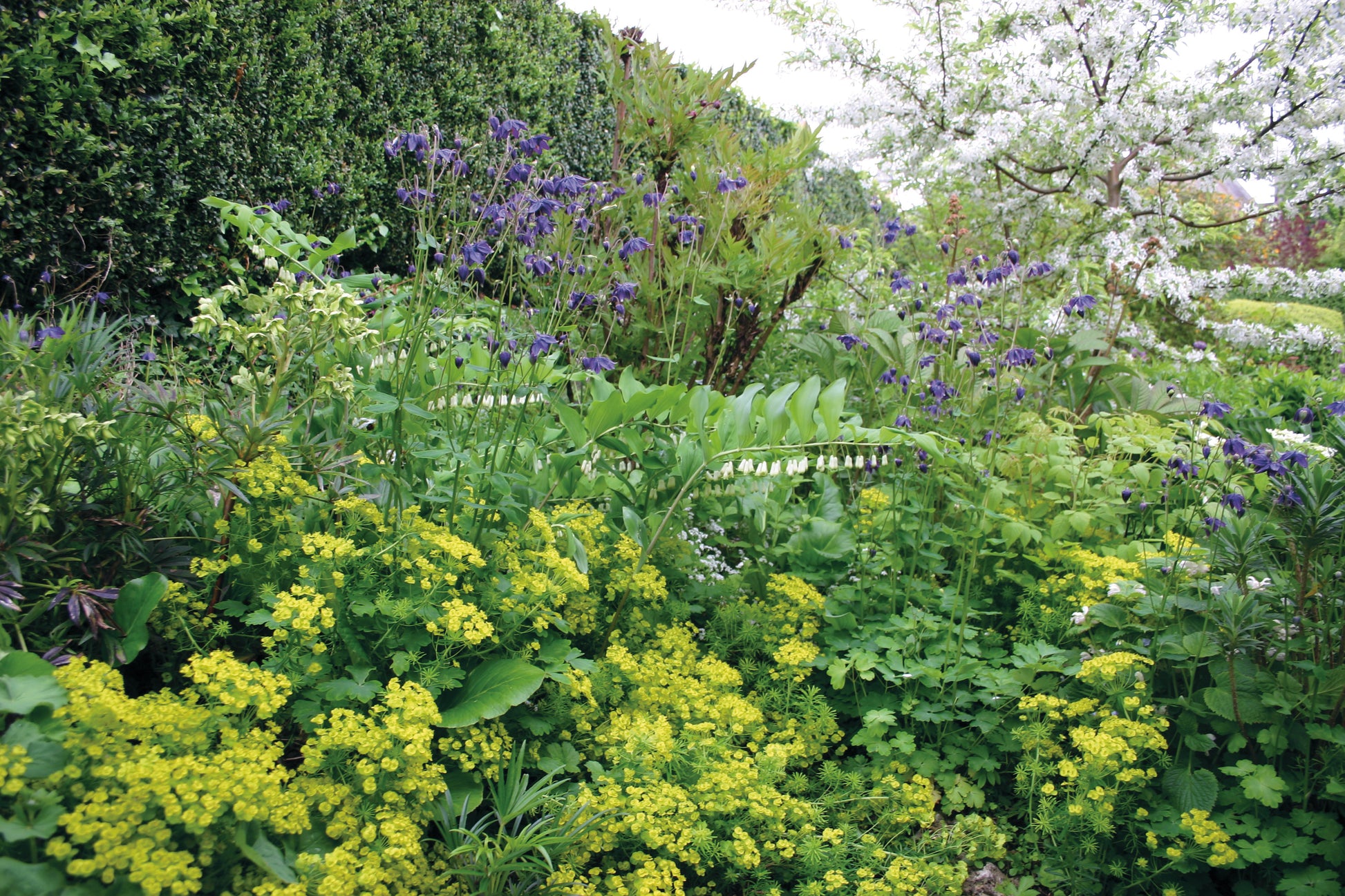Dichtes grünes Laub, gelbe Blüten und hohe lila-weiße Blüten sind die Highlights der Königlichen Gartenakademie ZWEI-TAGES-MASTERCLASS "Gestalten Sie Ihr eigenes Beet" am 28. und 29. Oktober 2026 vor dem Hintergrund einer Hecke und belaubter Bäume.