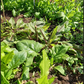Eine Auswahl an frischem Gemüse, das in einem Beet für den Workshop Frisches Gemüse das ganze Jahr – NEU an der Königlichen Gartenakademie wächst.