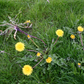 Gelbe Löwenzahnblüten und eine verwurzelte Pflanze breiten sich auf einem Traumrasen aus. Sa., 6.3.2027 | 10.00 – 12.00 Uhr WORKSHOP Haben Sie schon Rasen oder immer noch Gras? von der Königlichen Gartenakademie.