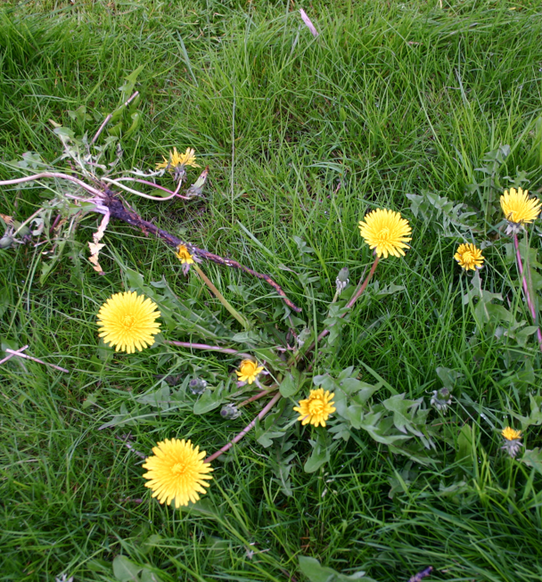Gelbe Löwenzahnblüten und eine verwurzelte Pflanze breiten sich auf einem Traumrasen aus. Sa., 6.3.2027 | 10.00 – 12.00 Uhr WORKSHOP Haben Sie schon Rasen oder immer noch Gras? von der Königlichen Gartenakademie.