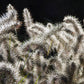 Ackerfuchsschwanzgräser glitzern mit Tau am Mi. 26.08.2026 | 17.00-18.00 Uhr ABENDLICHTFÜHRUNG Grün trotz Glut by Königliche Gartenakademie - wuschelige Samenköpfe heben sich vor dunklem Hintergrund ab und laden dazu ein, Pflanzen im magischen Hochsommerlicht zu entdecken.