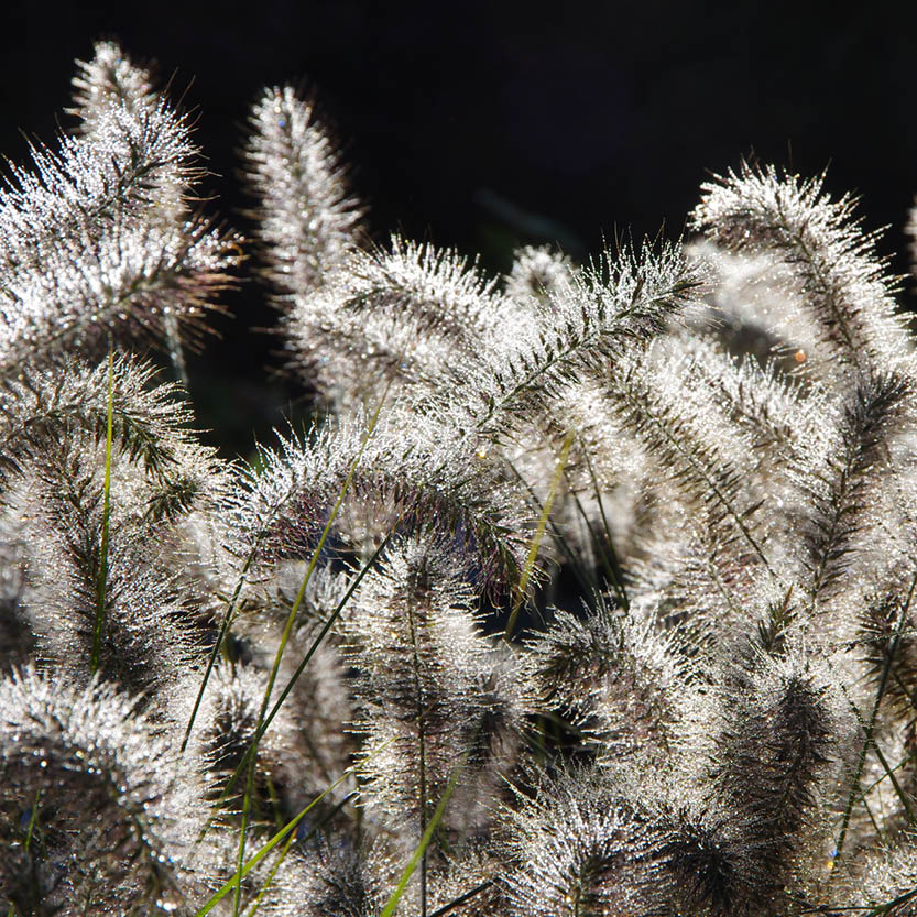 Ackerfuchsschwanzgräser glitzern mit Tau am Mi. 26.08.2026 | 17.00-18.00 Uhr ABENDLICHTFÜHRUNG Grün trotz Glut by Königliche Gartenakademie - wuschelige Samenköpfe heben sich vor dunklem Hintergrund ab und laden dazu ein, Pflanzen im magischen Hochsommerlicht zu entdecken.