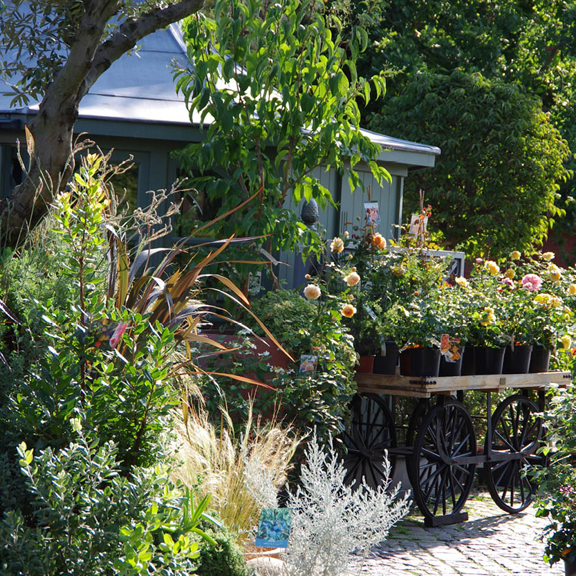 Ein Holzkarren mit Blumentöpfen steht auf einem Kopfsteinpflasterweg in einem üppigen, sonnenbeschienenen Garten der Königlichen Gartenakademie und lädt die Besucher zur Mi. 26.08.2026 | 17.00-18.00 Uhr ABENDLICHTFÜHRUNG Grün trotz Glut inmitten von Grün und Blüte.