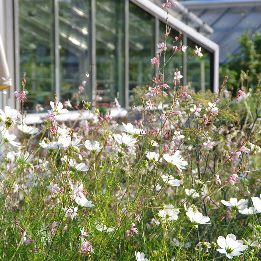Weiße und rosafarbene Wildblumen blühen vor einem gläsernen Gewächshaus mit üppigem Grün - ideal zum Entdecken von Pflanzen während der "Mi. 26.08.2026 | 17.00-18.00 ABENDLICHTFÜHRUNG Grün trotz Glut" der Königlichen Gartenakademie an einem sonnigen Tag.