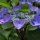 Nahaufnahme einer Spitzkappen-Hortensie mit violett-blauen Blütenblättern und zentralen Knospen, umrahmt von grünen Blättern - ideal zum Entdecken von Pflanzen am Mi. 26.08.2026 | 17.00-18.00 ABENDLICHTFÜHRUNG Grün trotz Glut by Königliche Gartenakademie.