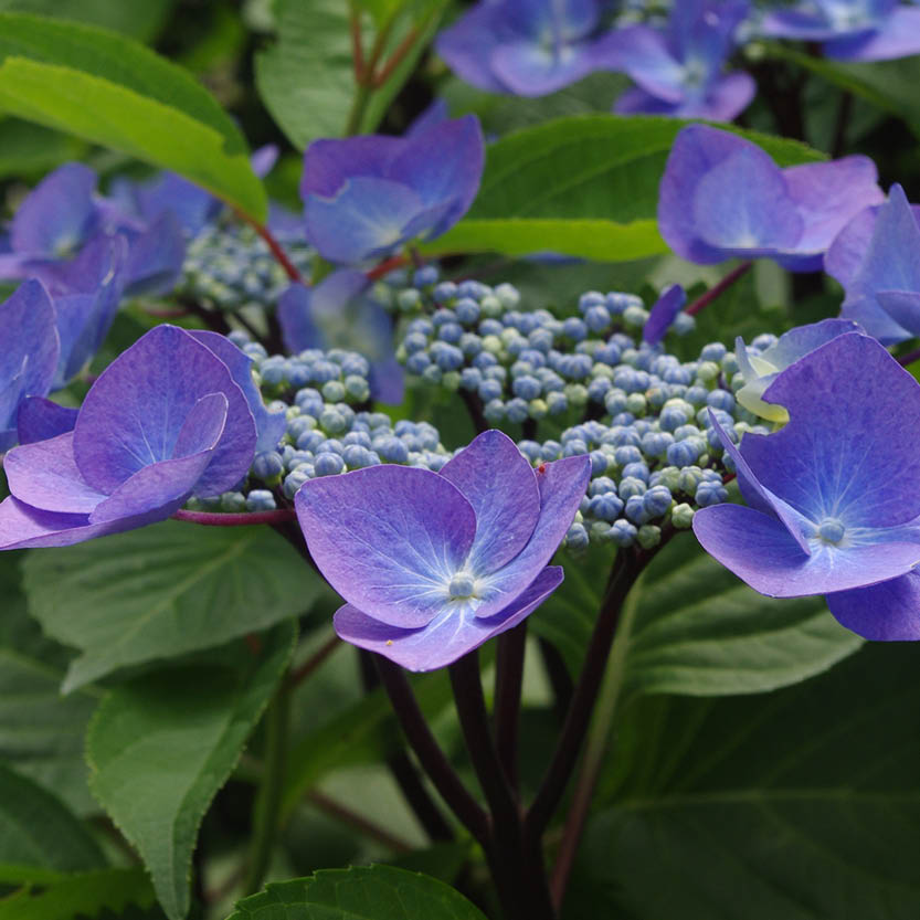 Nahaufnahme einer Spitzkappen-Hortensie mit violett-blauen Blütenblättern und zentralen Knospen, umrahmt von grünen Blättern - ideal zum Entdecken von Pflanzen am Mi. 26.08.2026 | 17.00-18.00 ABENDLICHTFÜHRUNG Grün trotz Glut by Königliche Gartenakademie.