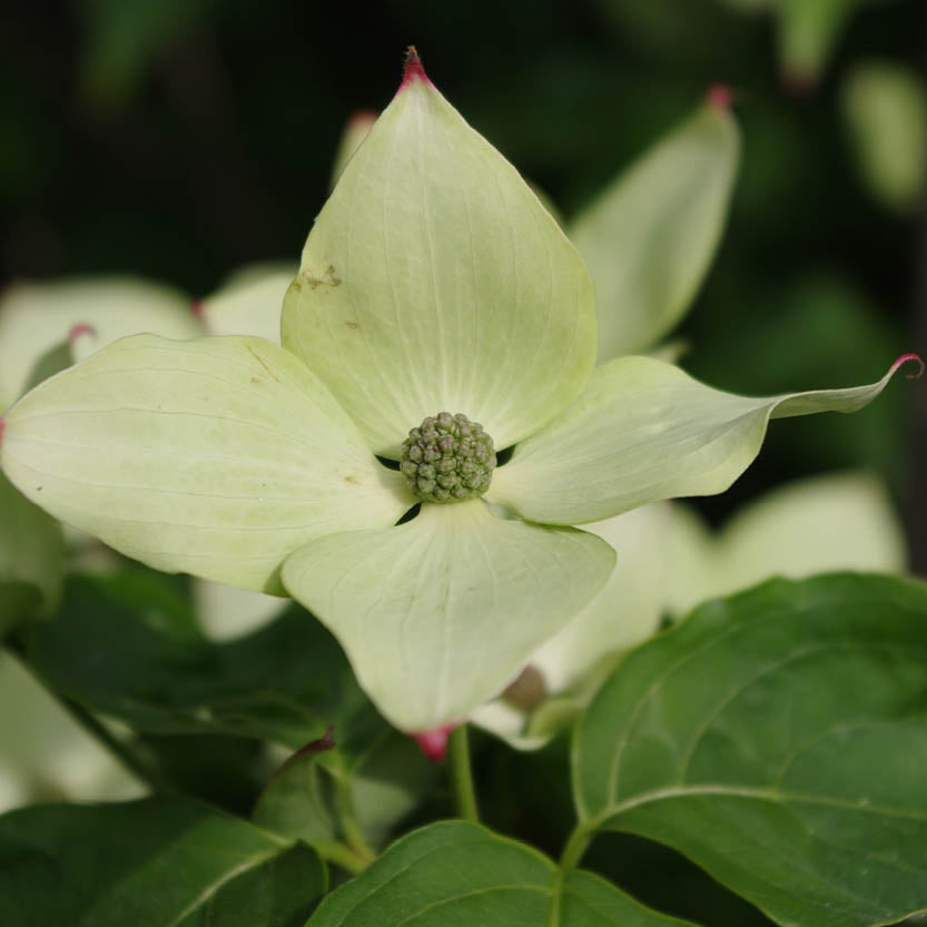 Eine zart cremefarbene Hartriegelblüte mit vier spitzen Blütenblättern und einer grünen Mitte, umgeben von üppigen Blättern - ein eleganter Anblick am Mi. 24.06.2026 | 17.00-18.00 ABENDLICHTFÜHRUNG "Duft im sommerlichen Garten" in der Königlichen Gartenakademie.