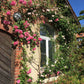 An einem Fenster eines Hauses aus Backstein und Stuck blühen rosa Kletterrosen, die in der Abendsonne leuchten. Besuchen Sie die Mi. 24.06.2026 | 17.00-18.00 ABENDLICHTFÜHRUNG "Duft im sommerlichen Garten" in der Königlichen Gartenakademie live zu erleben!.