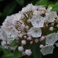 In der Königlichen Gartenakademie erstrahlt am "Mi. 24.06.2026 | 17.00-18.00 ABENDLICHTFÜHRUNG Duft im sommerlichen Garten" leuchten zwischen Knospen und grünen Blättern Berglorbeerbüschel mit weißen, rosa gepunkteten, sternförmigen Blüten.