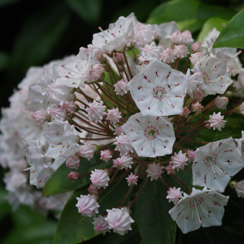 In der Königlichen Gartenakademie erstrahlt am "Mi. 24.06.2026 | 17.00-18.00 ABENDLICHTFÜHRUNG Duft im sommerlichen Garten" leuchten zwischen Knospen und grünen Blättern Berglorbeerbüschel mit weißen, rosa gepunkteten, sternförmigen Blüten.