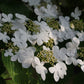 Weiße fünfblättrige Viburnum-Blüten, grüne Blätter und gelbliche Knospen füllen die Königliche Gartenakademie während der Mi. 24.06.2026 ABENDLICHTFÜHRUNG die Königliche Gartenakademie und bringen Schönheit und Duft in den sommerlichen Garten, während sie sich im Sonnenlicht sonnen.
