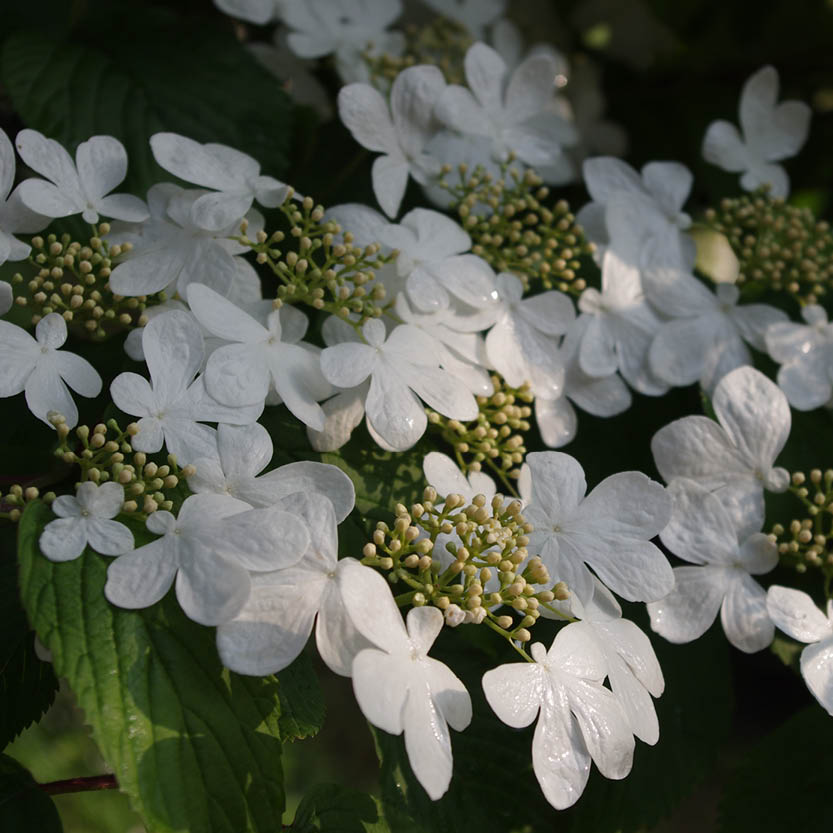 Weiße fünfblättrige Viburnum-Blüten, grüne Blätter und gelbliche Knospen füllen die Königliche Gartenakademie während der Mi. 24.06.2026 ABENDLICHTFÜHRUNG die Königliche Gartenakademie und bringen Schönheit und Duft in den sommerlichen Garten, während sie sich im Sonnenlicht sonnen.