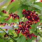 Entdecken Sie leuchtende rote Sternblüten und orangefarbene Beeren an grünen Zweigen bei der Tour "ABENDLICHTFÜHRUNG Herbstblüher entdecken" der Königlichen Gartenakademie, Mi. 09.09.2026, 17:00-18:00. Mehr als Astern und Gräser erwarten Sie!.