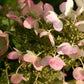 Erleben Sie die Schönheit der Herbstblüher bei der "ABENDLICHTFÜHRUNG Herbstblüher entdecken - mehr als Astern und Gräser" der Königlichen Gartenakademie am Mi. 09.09.2026, 17:00-18:00 - die perfekte Inspiration für Ihren eigenen Garten.