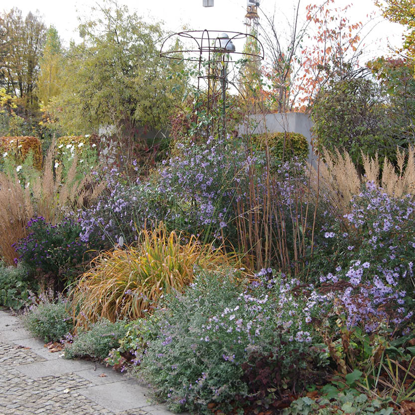 Entdecken Sie den Zauber des Herbstes bei einem Spaziergang vorbei an Ziergräsern und leuchtenden Herbstblühern bei der "ABENDLICHTFÜHRUNG Herbstblüher entdecken - mehr als Astern und Gräser" der Königlichen Gartenakademie am Mi. 09.09.2026, 17:00-18:00 Uhr.