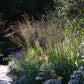 Erleben Sie die Schönheit der Herbstblüher jenseits von Astern und Gräsern bei einem Spaziergang auf einem sonnenbeschienenen Gartenweg bei der "ABENDLICHTFÜHRUNG Herbstblüher entdecken" der Königlichen Gartenakademie am Mi. 09.09.2026, 17:00-18:00 Uhr, inmitten von üppigem Laub und schattigem Schatten.