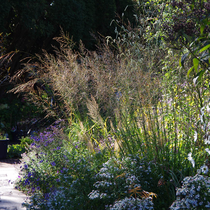 Erleben Sie die Schönheit der Herbstblüher jenseits von Astern und Gräsern bei einem Spaziergang auf einem sonnenbeschienenen Gartenweg bei der "ABENDLICHTFÜHRUNG Herbstblüher entdecken" der Königlichen Gartenakademie am Mi. 09.09.2026, 17:00-18:00 Uhr, inmitten von üppigem Laub und schattigem Schatten.