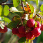 Entdecken Sie bei der "ABENDLICHTFÜHRUNG Herbstblüher - mehr als Astern und Gräser" am Mi. 09.09.2026 von 17-18 Uhr in der Königlichen Gartenakademie, wie leuchtende Herbstfrüchte und Blüten im Abendlicht den Garten besonders machen.