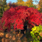 Ein leuchtend roter Japanischer Ahorn ist eines der Pflanzenhighlights bei der ABENDLICHTFÜHRUNG "Bunte Herbstpracht" am Mi. 14.10.2026 (16-17 Uhr) in der Königlichen Gartenakademie - erleben Sie die herbstliche Farbenvielfalt im Sonnenlicht!.