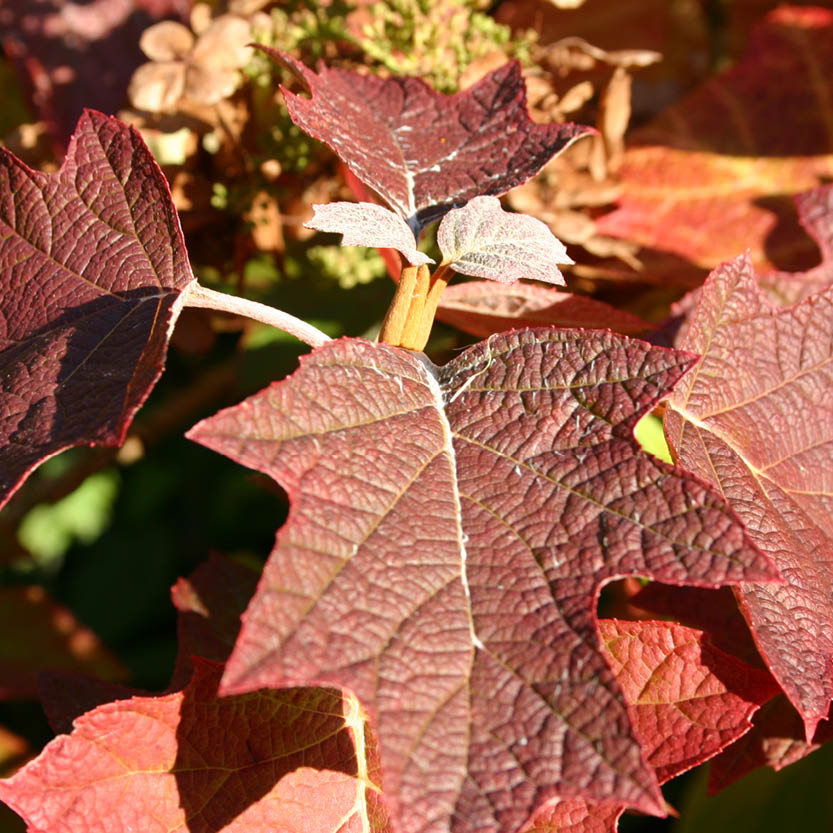 Kräftige, rot-braune Eichenblätter leuchten im Sonnenlicht am Mi. 14.10.2026 | 16.00 - 17.00 Uhr ABENDLICHTFÜHRUNG Bunte Herbstpracht der Königlichen Gartenakademie - ein herbstliches Highlight für jeden Gartenliebhaber, mit grün gefärbten Blättern inmitten von verwischtem Laub.