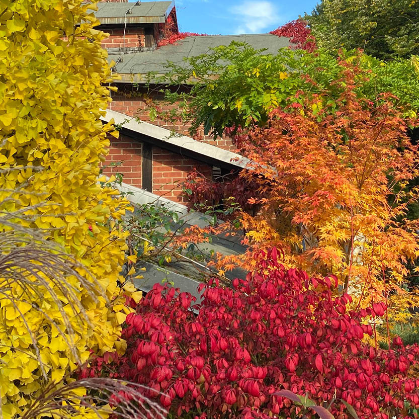 Erleben Sie leuchtende Herbstfarben in der Königlichen Gartenakademie während der "Mi. 14.10.2026 | 16.00-17.00 Uhr ABENDLICHTFÜHRUNG Bunte Herbstpracht" - ein perfektes Schaufenster des bunten Laubes für jeden Gartenschul-Besucher bei einem abendlichen Rundgang bei strahlendem Sonnenschein.