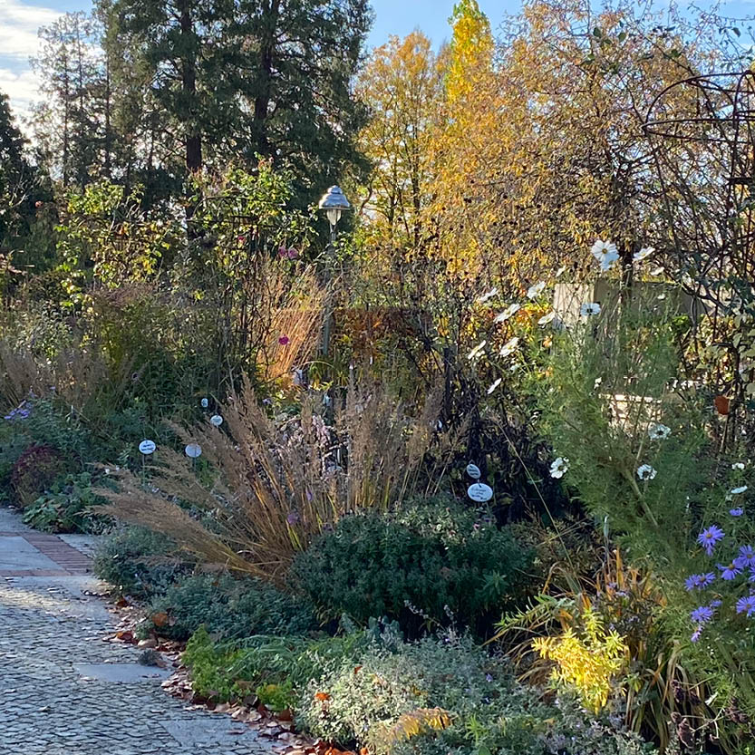 Bei der ABENDLICHTFÜHRUNG Bunte Herbstpracht der Königlichen Gartenakademie am Mi. 14.10.2026, 16-17 Uhr, kann man über einen Gartenweg mit leuchtenden Herbstblättern und -blumen schlendern und Pflanzenhighlights im goldenen Abendlicht genießen.