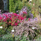 Erleben Sie die bunte Herbstpracht der Königlichen Gartenakademie am Mi. 14.10.2026, 16-17 Uhr: Entdecken Sie farbenfrohe Blumen und Pflanzenhighlights bei der ABENDLICHTFÜHRUNG mit vielen Sorten und Infos inmitten grüner Oase.