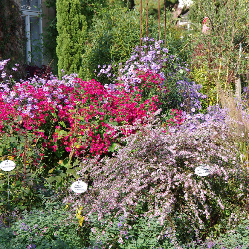 Erleben Sie die bunte Herbstpracht der Königlichen Gartenakademie am Mi. 14.10.2026, 16-17 Uhr: Entdecken Sie farbenfrohe Blumen und Pflanzenhighlights bei der ABENDLICHTFÜHRUNG mit vielen Sorten und Infos inmitten grüner Oase.