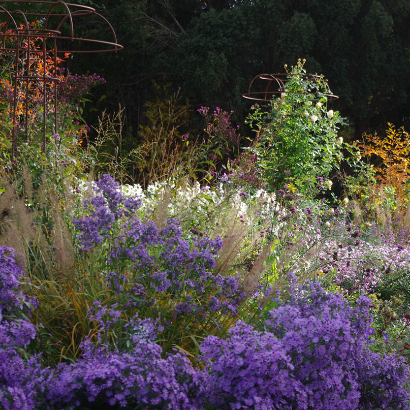 Erleben Sie die "ABENDLICHTFÜHRUNG Bunte Herbstpracht" am 14.10.2026, 16:00-17:00 Uhr in der Königlichen Gartenakademie - genießen Sie leuchtend violette Blüten, hohe Gräser und das Sonnenlicht, das das reiche Laub und die Metallstrukturen des Herbstgartens hervorhebt.