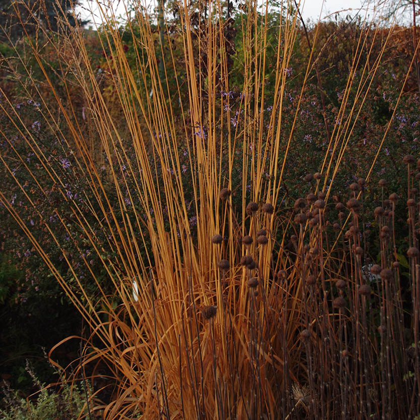 Hohe, trockene, goldene Gräser und braune Samenköpfe stehen aufrecht an der Gartenschule, mit verwischtem Laub und violetten Blüten - eine Herbstszene, die am Mi. 14.10.2026 | 16-17 ABENDLICHTFÜHRUNG Bunte Herbstpracht der Königlichen Gartenakademie.