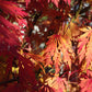 Nahaufnahme von leuchtend orangen und roten Ahornblättern im Sonnenlicht, die die Schönheit des Herbstes unterstreichen - perfekt für "Mi. 14.10.2026 | 16.00-17.00 ABENDLICHTFÜHRUNG Bunte Herbstpracht" der Königlichen Gartenakademie inmitten von weichgezeichneten Ästen und Schatten.